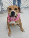 Pound Dog Carmel 128633