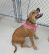 Pound Dog Carmel 128633