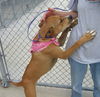 Pound Dog Carmel 128633