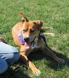 Pound Dog Carmel 128633