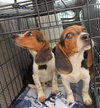 Lucas  - Beagle Pup