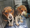 Lucas  - Beagle Pup