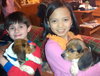 Lucas  - Beagle Pup