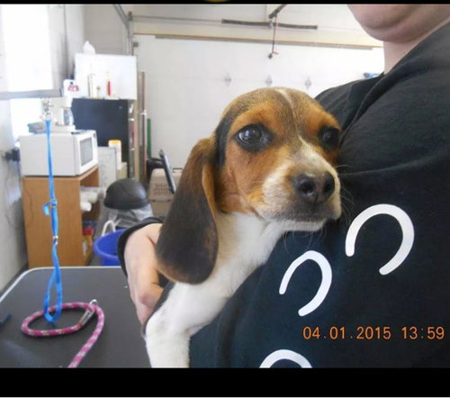 Lucas  - Beagle Pup