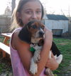 Lucas  - Beagle Pup