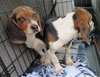 Lucas  - Beagle Pup