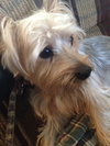 Brody