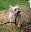 Brody
