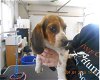 Nash - Beagle Pup