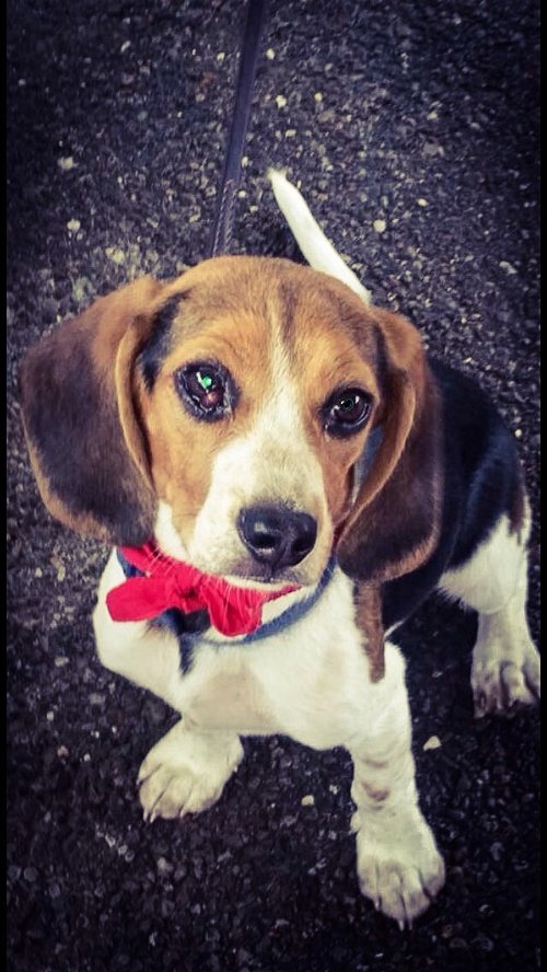 Nash - Beagle Pup
