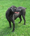 Pound Dog-Shadow 130600