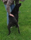 Pound Dog-Shadow 130600