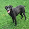 Pound Dog-Shadow 130600