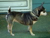 Stella