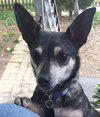 Stella