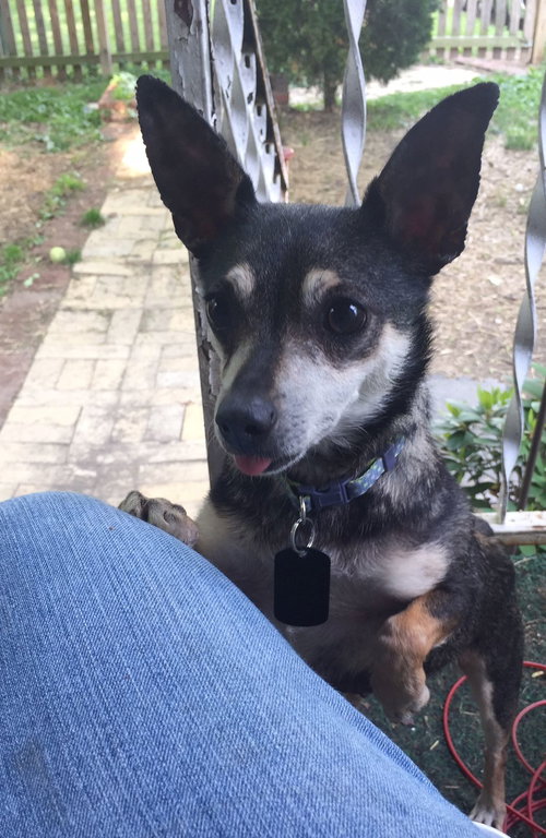 Stella