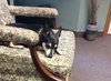 Stella