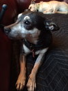 Stella