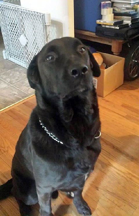Duke - Courtesy Listing