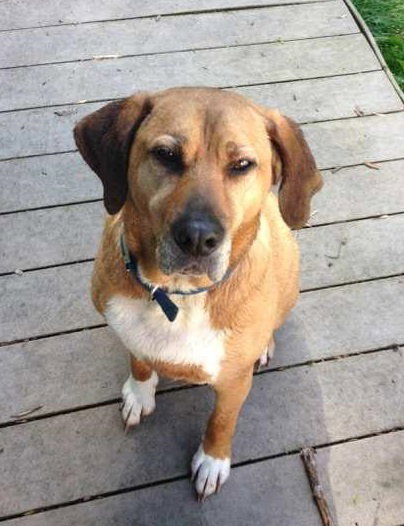 Boomer - Courtesy Listing
