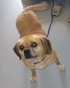 Pound Dog Chauncey 131359