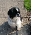 Dugan