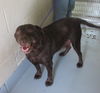 Coco 132126 - AT THE POUND!