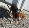 Annie - Beagle