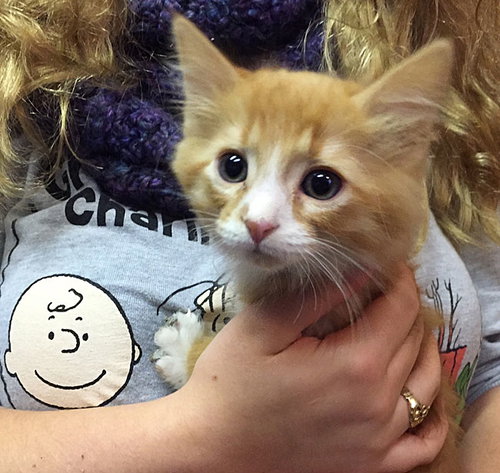 Mickey - Kitten