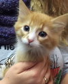 Mickey - Kitten