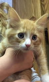 Donald - Kitten