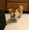 Mork & Mindy - Bonded Pair