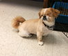 Mork & Mindy - Bonded Pair