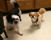 Mork & Mindy - Bonded Pair