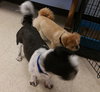Mork & Mindy - Bonded Pair