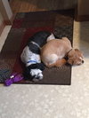 Mork & Mindy - Bonded Pair