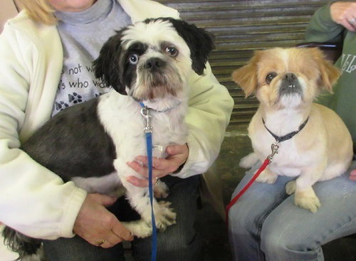 Mork & Mindy - Bonded Pair