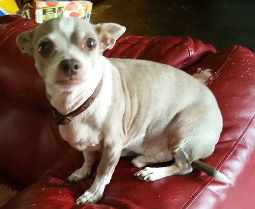 Buddy Chihuahua - Senior Boy - Courtesy Listing