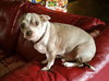 Buddy Chihuahua - Senior Boy - Courtesy Listing