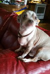 Buddy Chihuahua - Senior Boy - Courtesy Listing