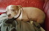 Buddy Chihuahua - Senior Boy - Courtesy Listing