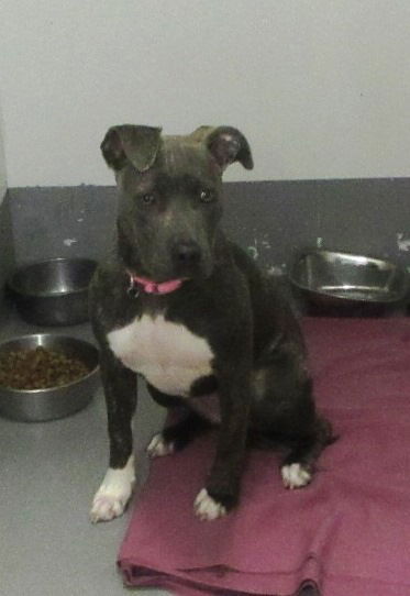 Pound Dog - Blue Ivy 132753