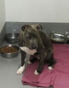 Pound Dog - Blue Ivy 132753