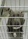 Pound Dog - Blue Ivy 132753