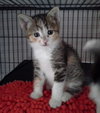 Splash - Kitten