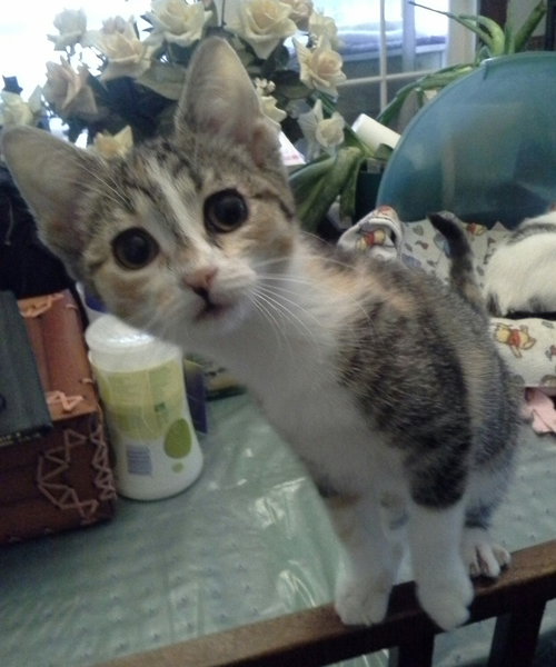 Splash - Kitten