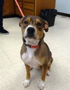 Murphy - Courtesy Post