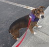 Murphy - Courtesy Post