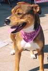Murphy - Courtesy Post