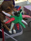 Murphy - Courtesy Post